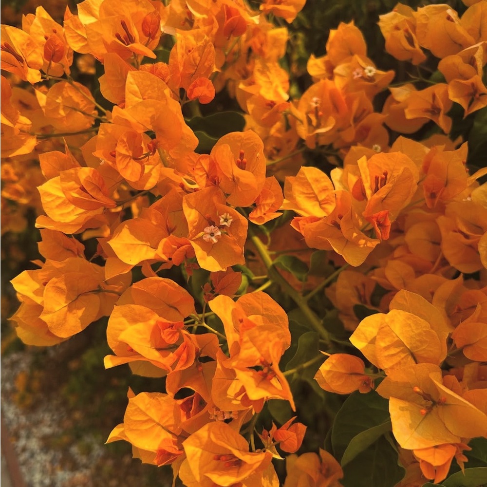 Welcome to Desert Babes Shop